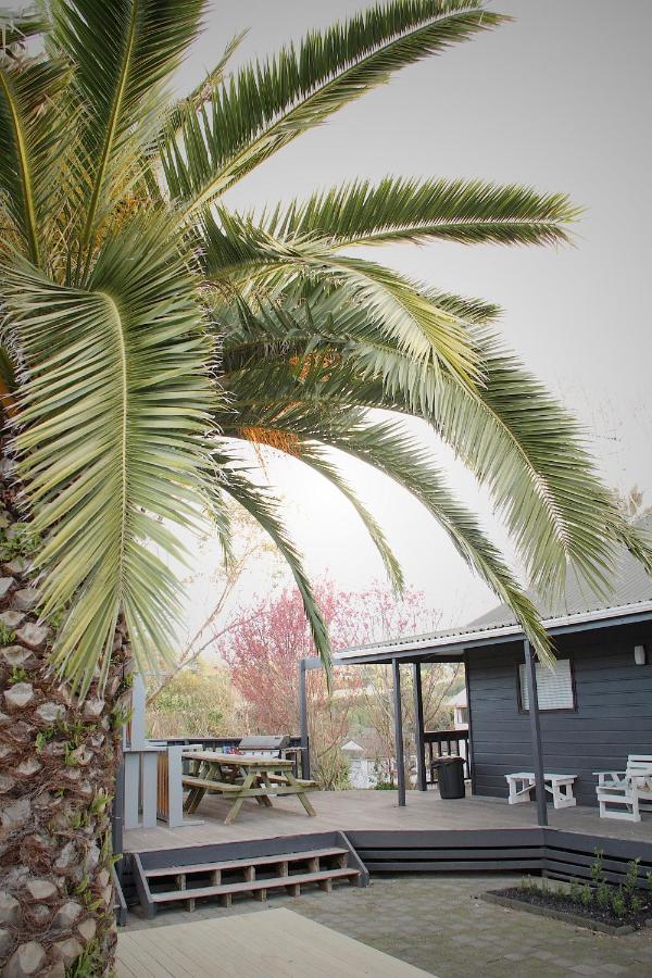 Hugo & Carters Backpackers & Motel Tauranga Zewnętrze zdjęcie Phoenix canariensis